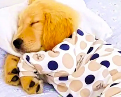 Adorable Golden Retriever Puppy Sleeping In PJs