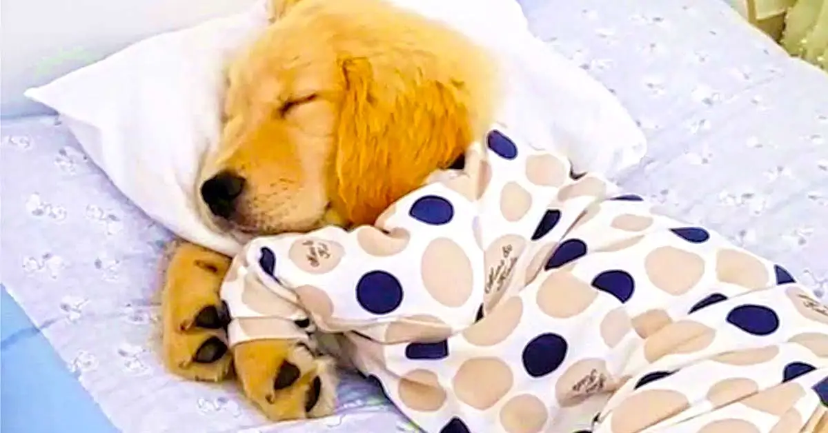 Adorable Golden Retriever Puppy Sleeping In PJs