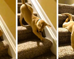 Adorable Golden Retriever Puppy Overcomes Fear Of Stairs