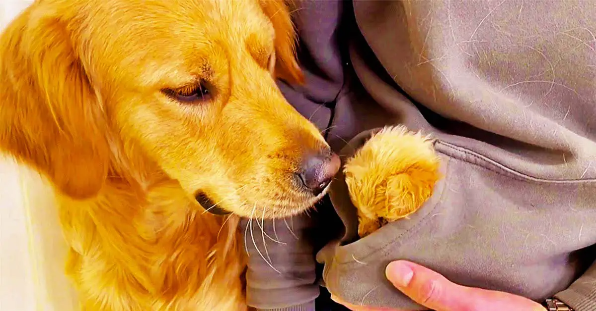 Adopted Golden Retriever Gets a Cute Puppy of His Own