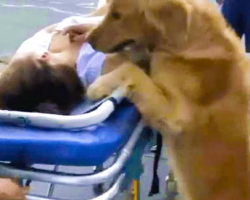 Loyal Golden Retriever Refuses To Leave Owner And Follows Ambulance