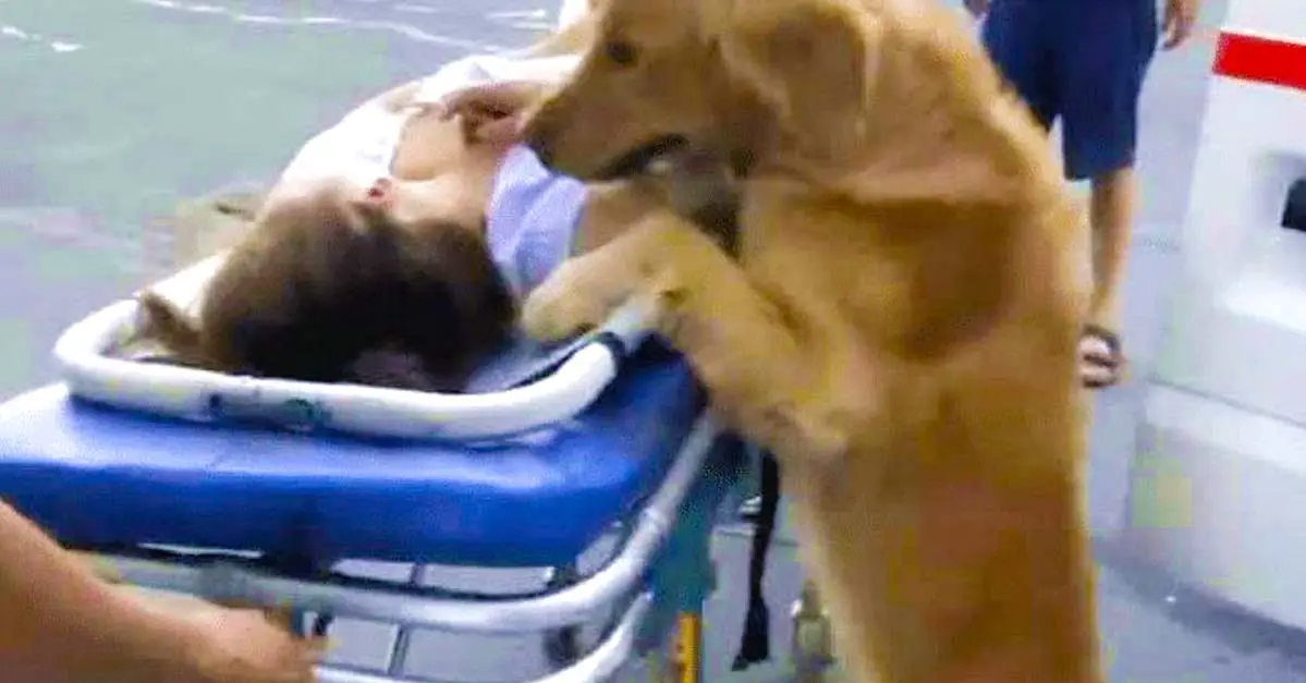 Loyal Golden Retriever Refuses To Leave Owner And Follows Ambulance