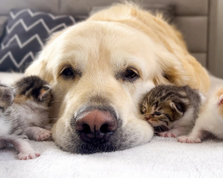 Patient Golden Retriever Has Babysitting Duty For Newborn Kittens