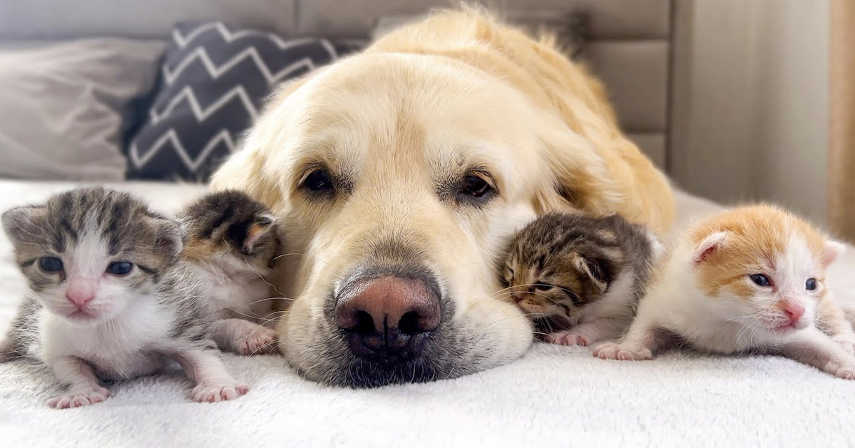 Patient Golden Retriever Has Babysitting Duty For Newborn Kittens