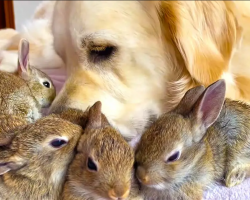 Cute Baby Bunnies Think This Golden Retriever Is Their Mother