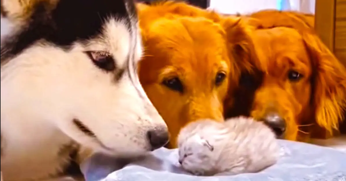 Golden Retrievers And Husky Meet The Newborn Kitten Of Their Best Friend