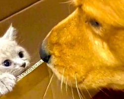 Lonely Golden Retriever Has The Sweetest First Meeting With New Kitten Friend