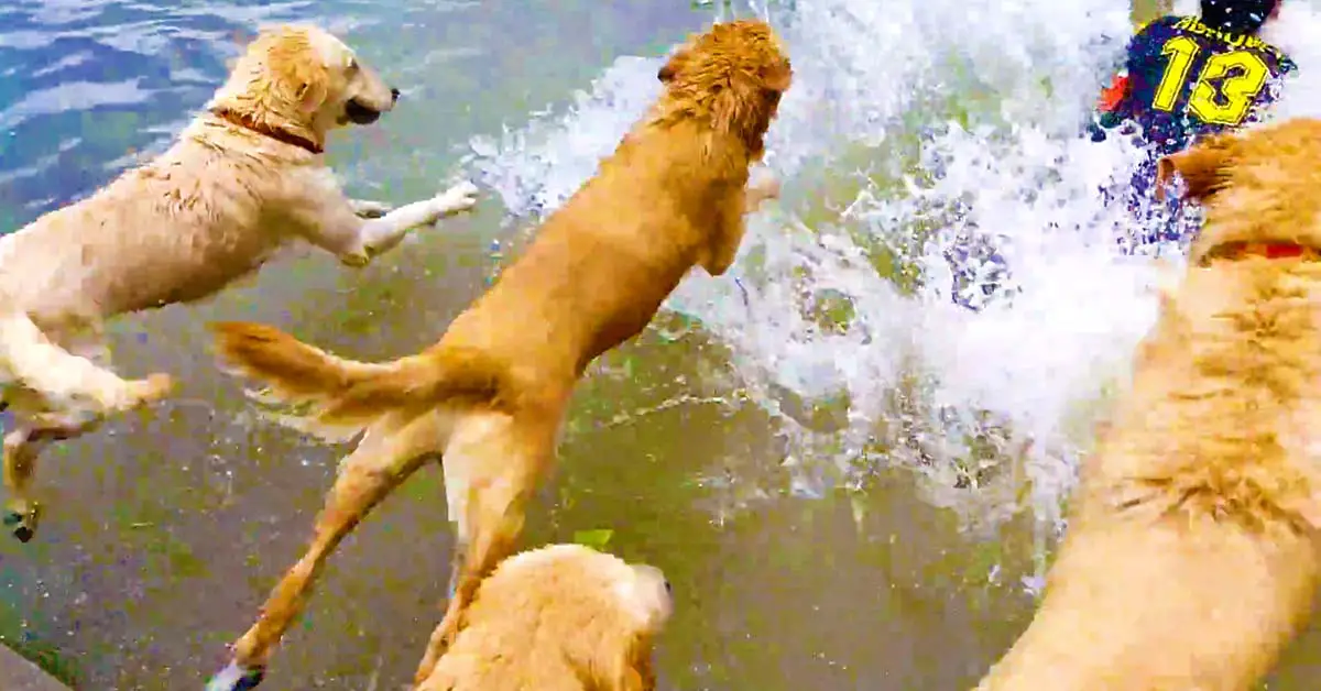 16 Swimming Golden Retrievers Follow Owner In Unison Into River