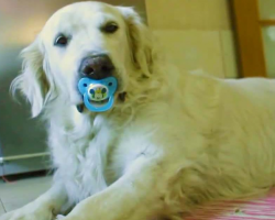Golden Retriever Refuses To Give Up Pacifier