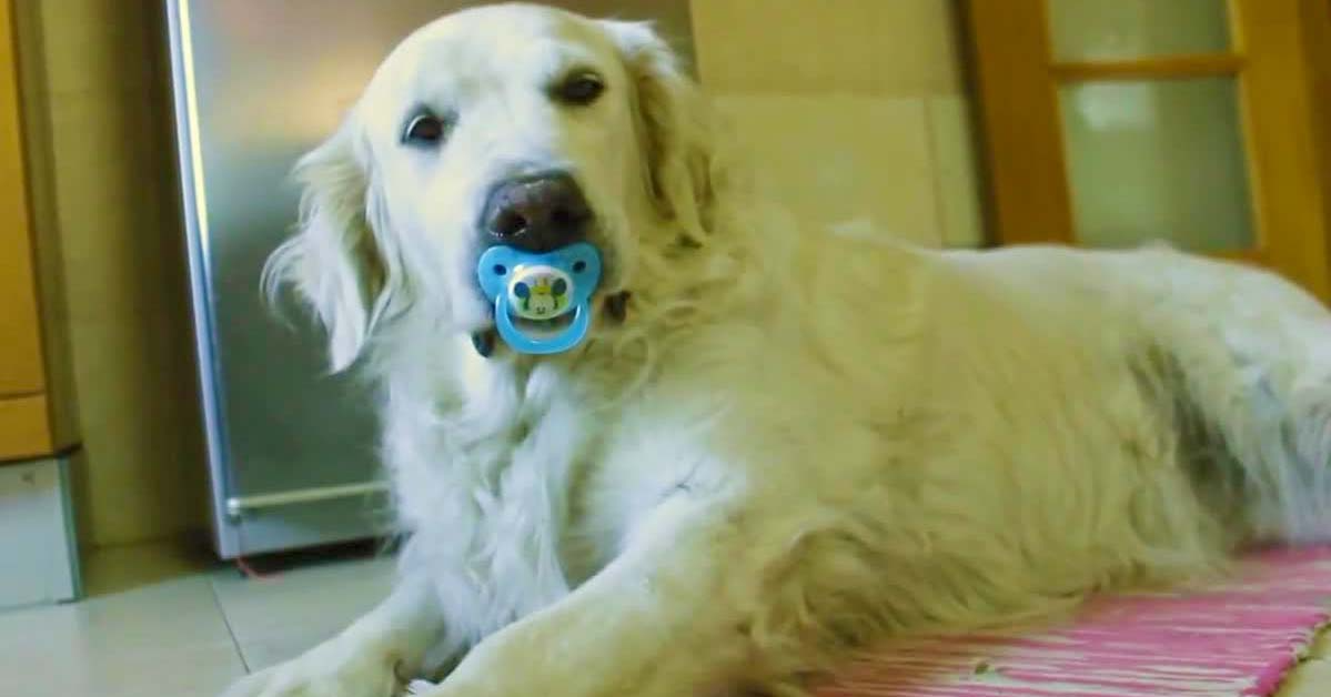 Golden Retriever Refuses To Give Up Pacifier