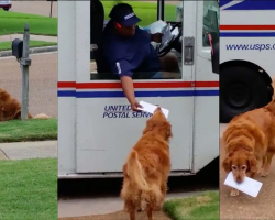 Golden Retriever Waits For Mail Truck To Deliver Mail