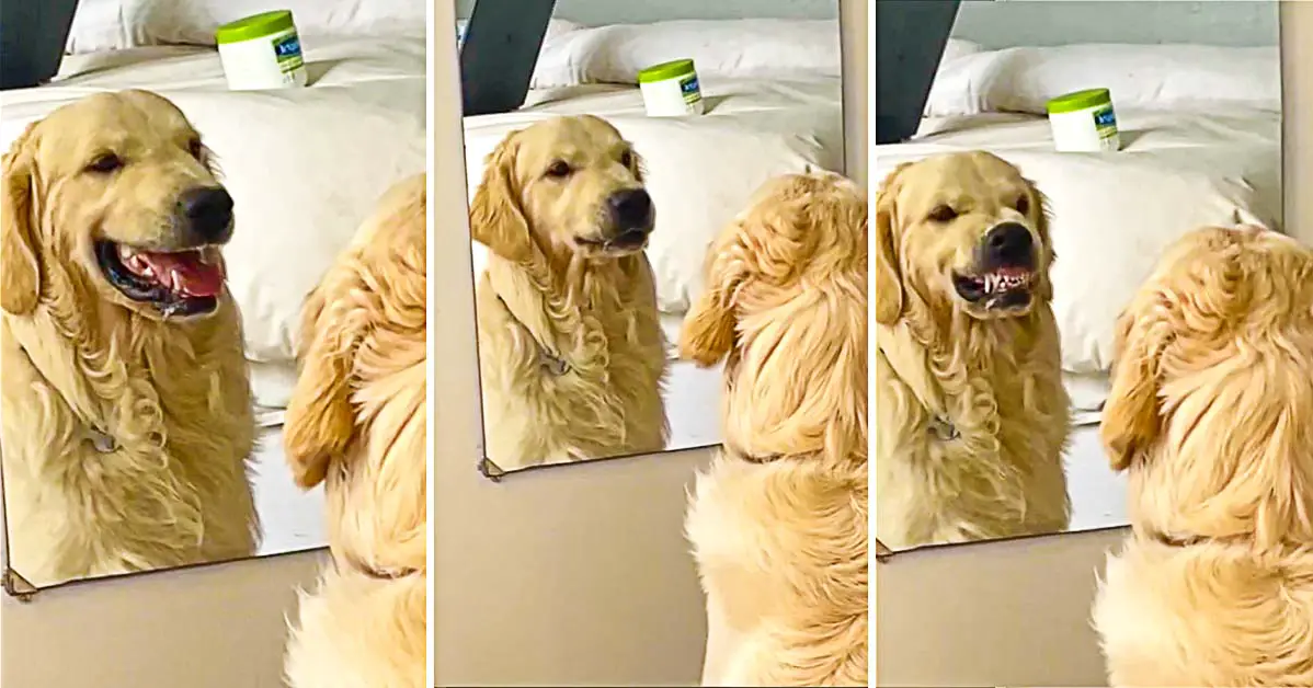 Golden Retriever Practices His Mean Face In The Mirror