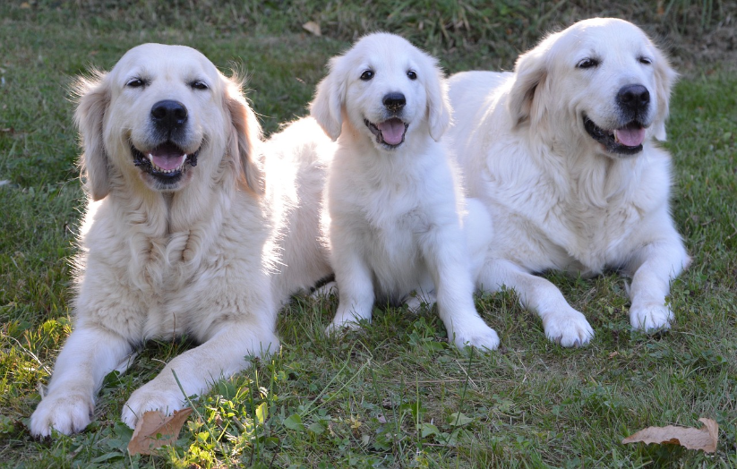 Golden Retriever Dog Breed Facts & Information