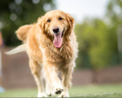 Are Golden Retrievers Hypoallergenic? What You Need To Know