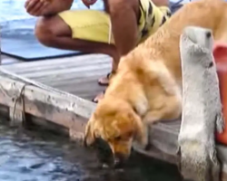 Dog Accidentally Becomes A Fisherman