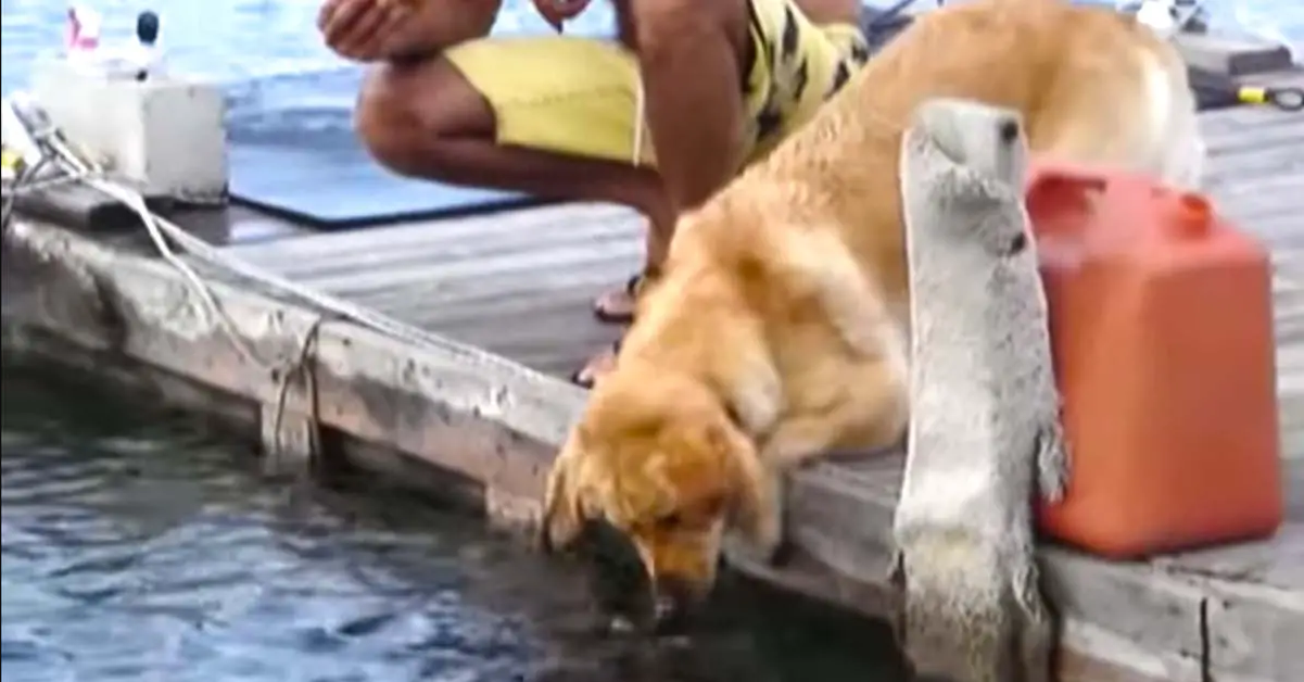 Dog Accidentally Becomes A Fisherman