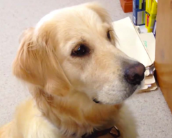 Dog Has Emotional Reaction To Video Of Crying Puppy