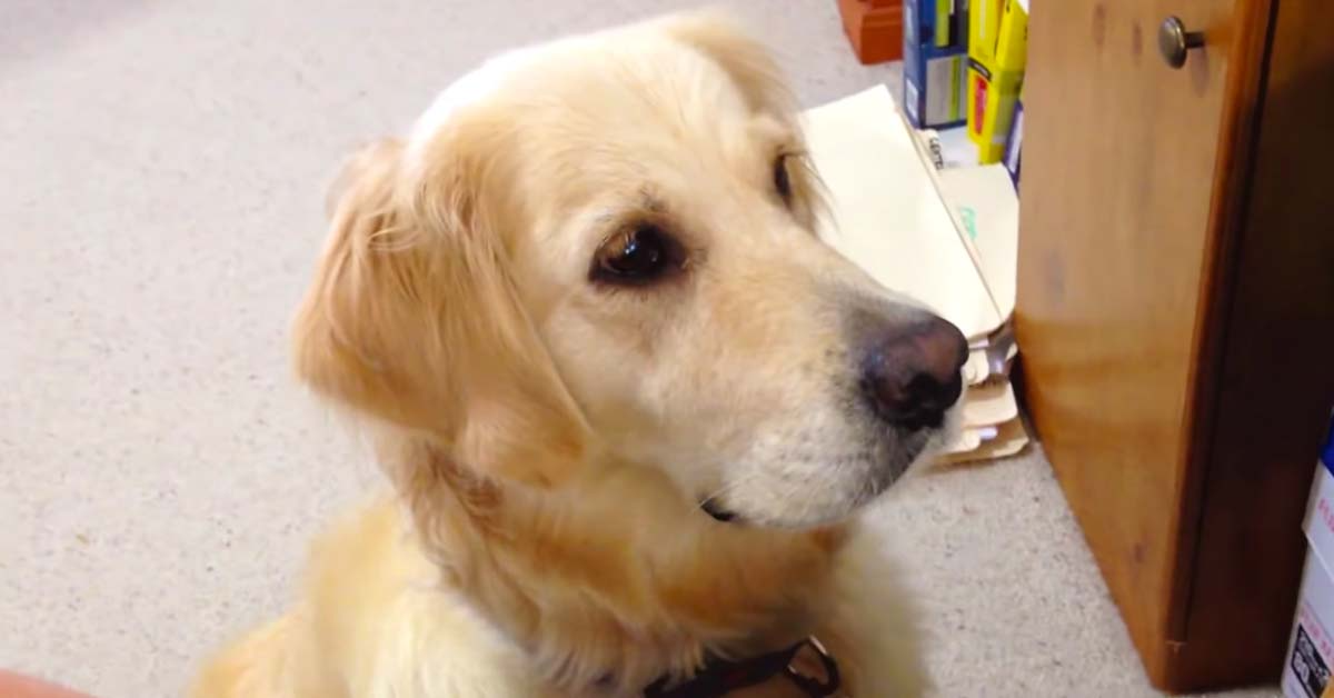 Dog Has Emotional Reaction To Video Of Crying Puppy