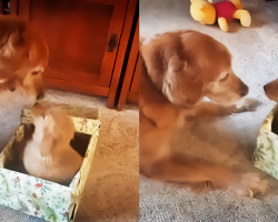 Dog Unwraps Puppy Surprise And It’s The Cutest Thing