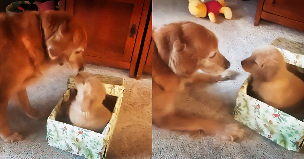 Dog Unwraps Puppy Surprise And It’s The Cutest Thing