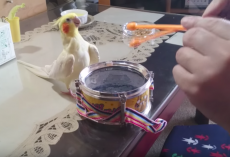Bird sees owner tapping on drums, joins in and starts rocking out