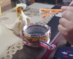 Bird sees owner tapping on drums, joins in and starts rocking out