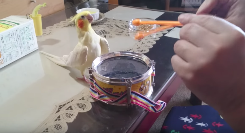 Bird sees owner tapping on drums, joins in and starts rocking out