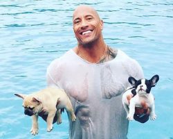 Dwayne ‘The Rock’ Johnson Dove Into A Pool Fully-Clothed To Save His French Bulldog Puppy