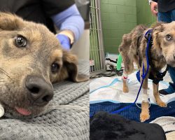 “Severely emaciated” dog found lying on the side of the road — animal rescue fighting to save his life