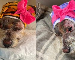 Dog was severely injured after someone set her on fire — now making a recovery thanks to rescue