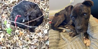 Partially blind, emaciated dog found abandoned for the second time — soon gets a happy ending