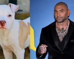 Dave Bautista tells story of his most recent rescue dog — and the two celebrities who brought them together