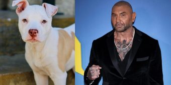 Dave Bautista tells story of his most recent rescue dog — and the two celebrities who brought them together