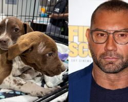 After three puppies were cruelly thrown from car, Dave Bautista makes offer to help find culprit