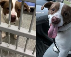 Dog was shelter’s longest resident, but couple takes one look and knows he’s the one