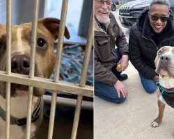 Longest-waiting dog in shelter finally gets adopted after 852 days: “Echo has left the building”
