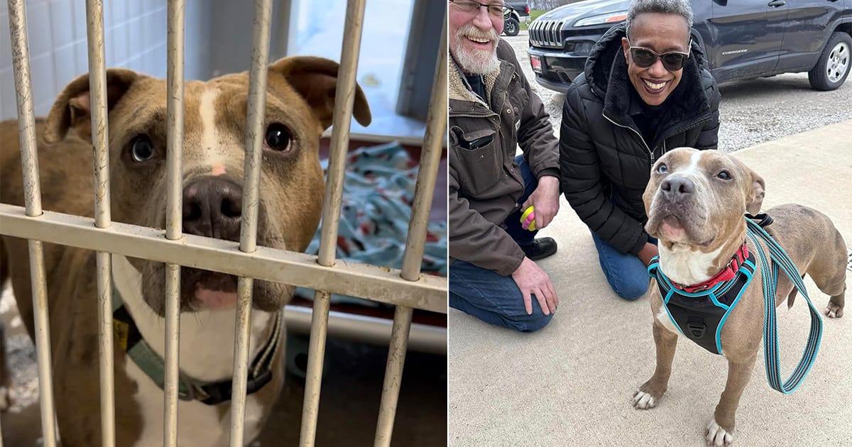 Longest-waiting dog in shelter finally gets adopted after 852 days: “Echo has left the building”