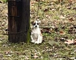 Woman finds ‘forgotten’ creature tied to a tree