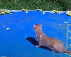 Baby stoats sneaks onto family’s trampoline – moments later, i can’t stop laughing