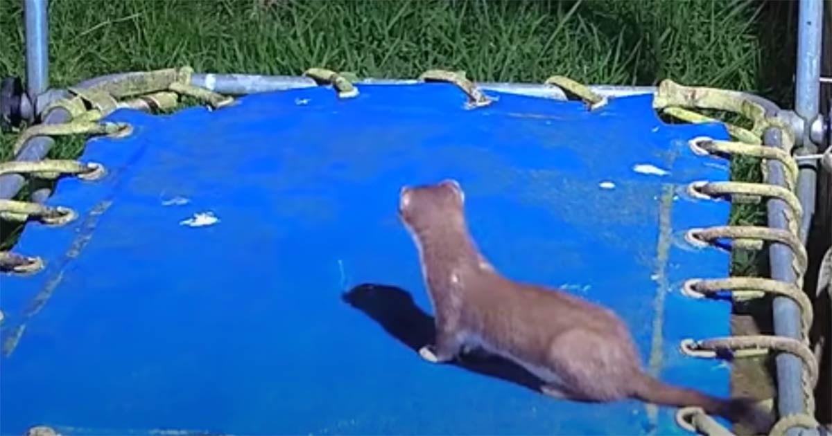 Baby stoats sneaks onto family’s trampoline – moments later, i can’t stop laughing