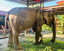Elephant finally rescued after over 80 years in shackles – finally lays down and rest