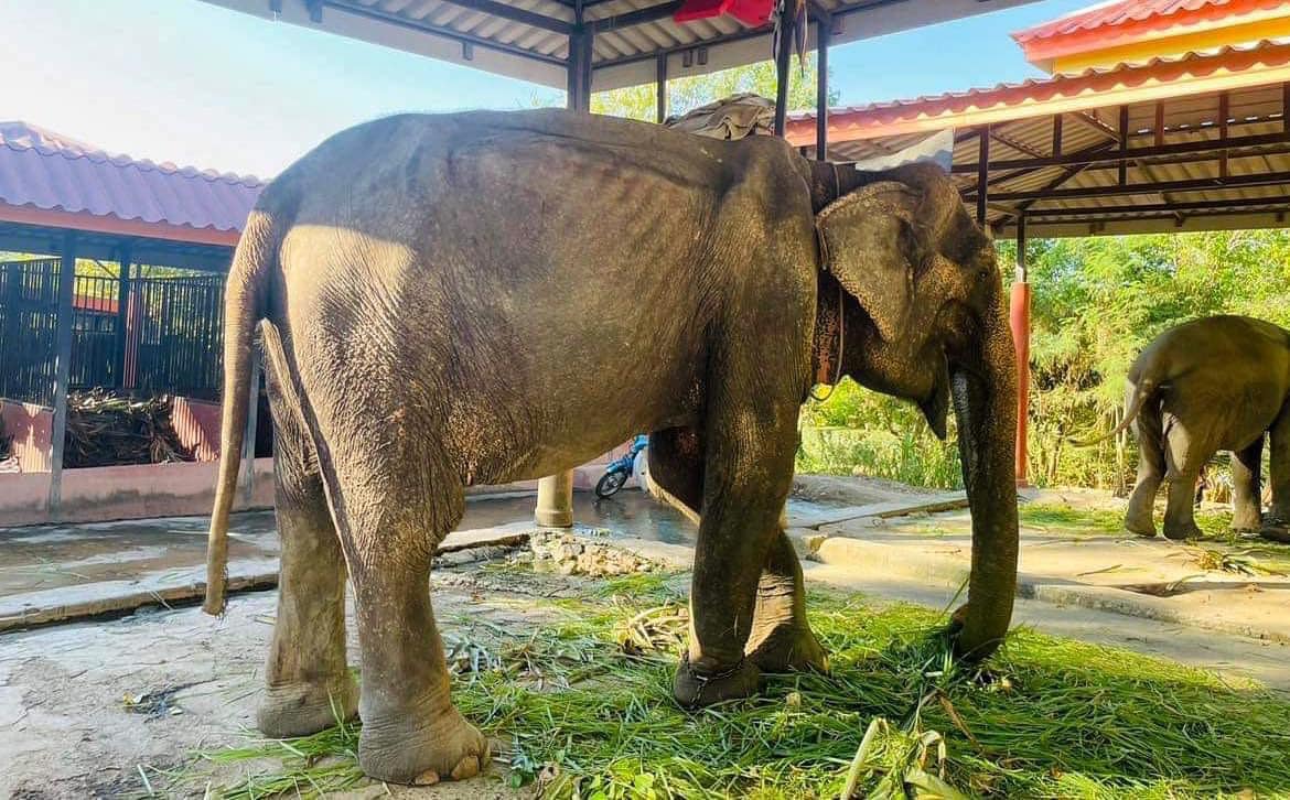 Elephant finally rescued after over 80 years in shackles – finally lays down and rest