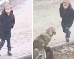 A stranger sees a little boy approaching street dogs on his way to school, unaware that his actions are being caught on camera