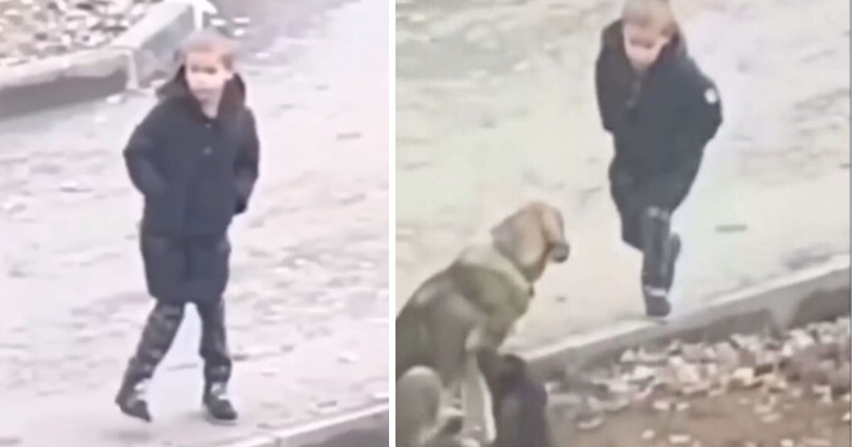 A stranger sees a little boy approaching street dogs on his way to school, unaware that his actions are being caught on camera