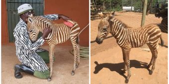 Wildlife rescuers wear stripes to become ‘mother’ for orphaned baby zebra