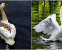 Male swan takes babies under his wing after the death of their mother
