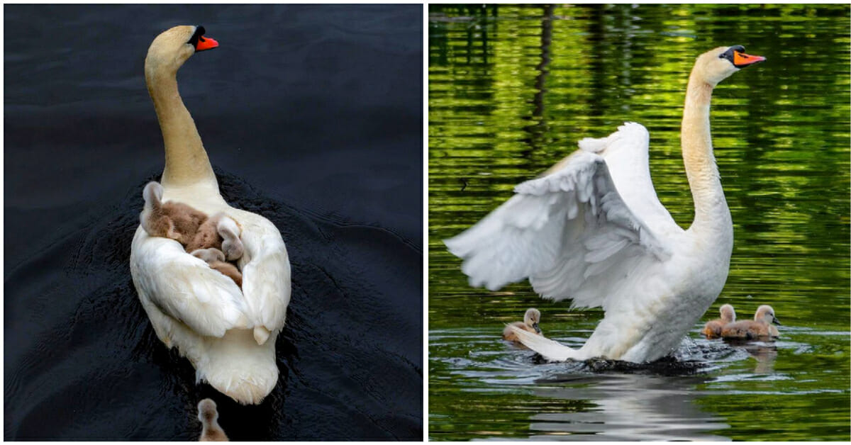 Male swan takes babies under his wing after the death of their mother