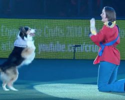 Dog Charms Audience as Cinderella In Winning Freestyle Heelwork to Music Routine