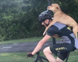 Cyclist Carries Injured Stray Dog on His Back to Get Help and Finds Him Forever Home