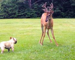 Wild Buck And French Bulldog Play A Game Of Chase In Backyard